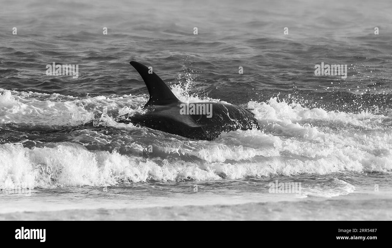 Le orche che cacciano i leoni marini, la penisola di Valdes, la provincia di Chubut, la Patagonia, l'Argentina. Foto Stock
