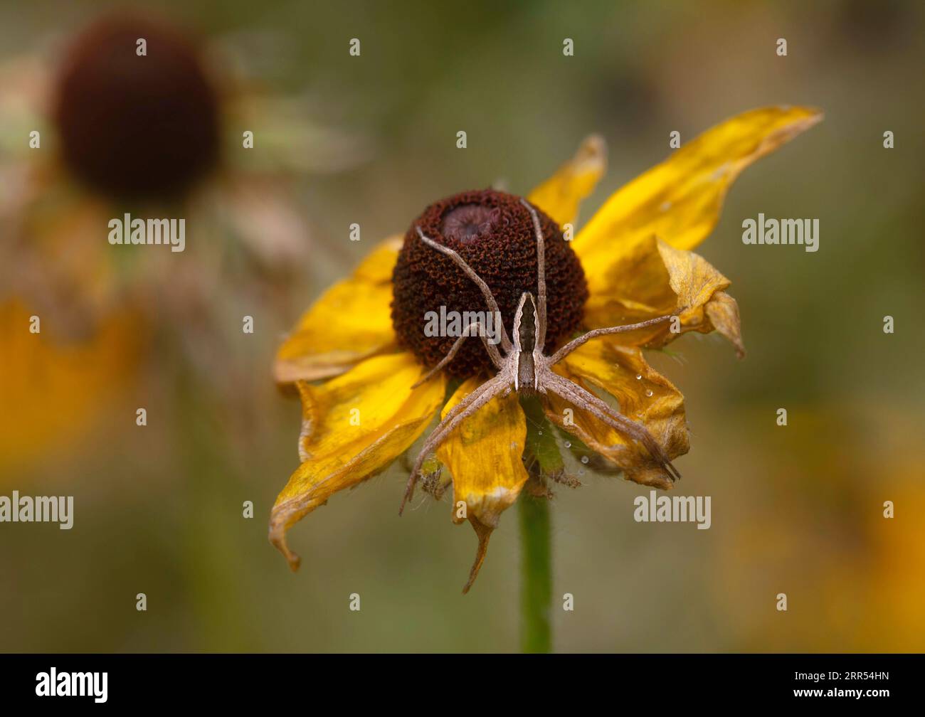 Un vivaio americano Web Spider poggia su un fiore di susan dagli occhi neri. La Pisaurina mira, nota anche come ragno vivaio americano, è una specie di spide Foto Stock