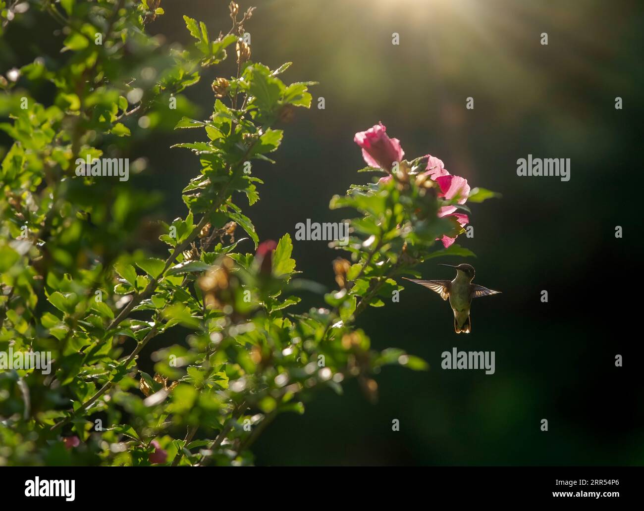Un colibrì si libra al sole del mattino dopo aver dato da mangiare a una rosa di Sharon in fiore. Foto Stock
