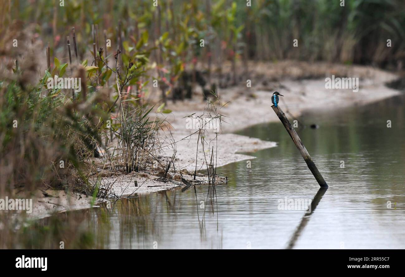 201223 -- HAIKOU, 23 dicembre 2020 -- Un kingfisher si arrocca accanto a una foresta di mangrovie nel parco paludoso delle mangrovie di Sanjiang a Haikou, nella provincia di Hainan nella Cina meridionale, il 23 dicembre 2020. Il progetto di riabilitazione ecologica delle zone umide di Dongzhaigang è stato realizzato di recente, secondo l'Autorità della riserva naturale nazionale di Dongzhaigang a Haikou. Avviato il 18 marzo 2019, il progetto mirava a riabilitare efficacemente i sistemi ecologici, tra cui le foreste di mangrovie lungo la costa di Dongzhaigang, in modo che gli uccelli migranti nel paese possano trovare habitat migliori in inverno. CHINA-HAINAN-HAIKOU-WETL Foto Stock