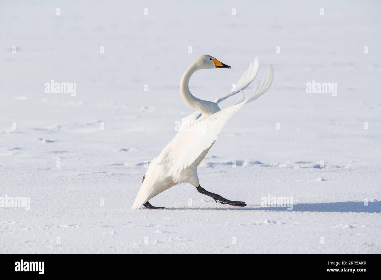 Il cigno Whooper cammina in modo elegante sul ghiaccio con ali spalmate. Hokkaido, Giappone Foto Stock