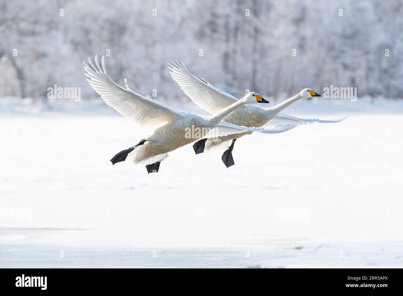 Cigni Whooper (cygnus cygnus),2 uccelli in volo. Gruppo di 2 uccelli a mezz'aria d'inverno. Lago Kussharo, Hokkaido, Giappone Foto Stock