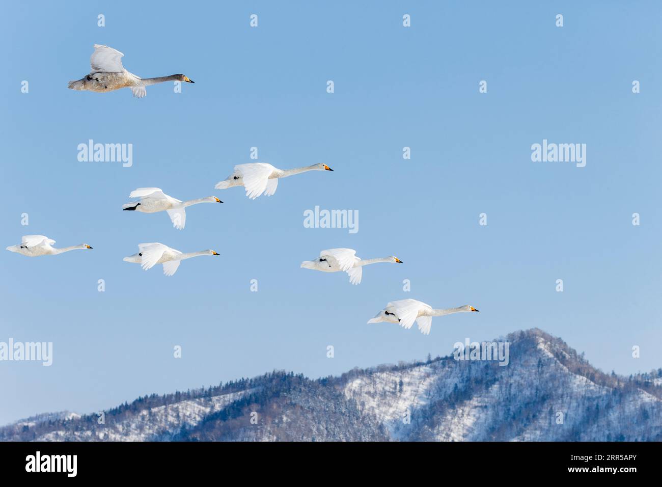 Whooper Swans (Cygnus cygnus), gregge in volo. Gruppo di 5 uccelli a mezz'aria contro il cielo blu con le nuvole. Lago Kussharo, Hokkaido, Giappone Foto Stock