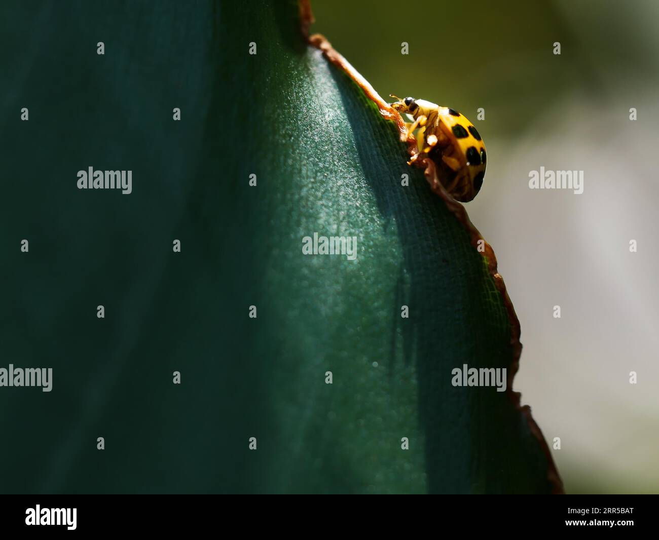 Cimice da donna gialla con polkadot neri che camminano sul bordo di una foglia verde Foto Stock