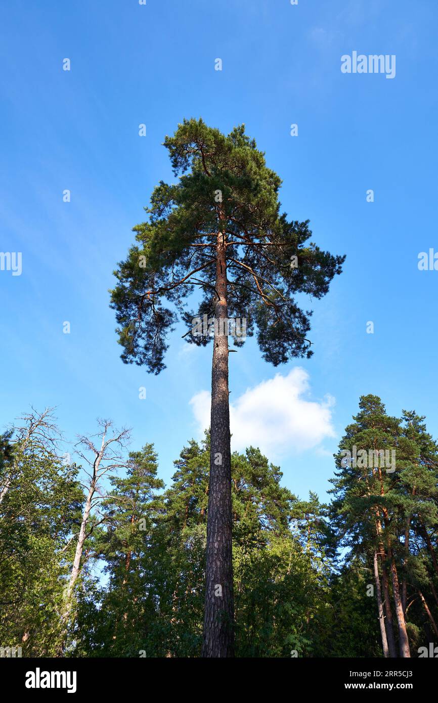 Alto pino dritto nella foresta contro il cielo blu Foto Stock