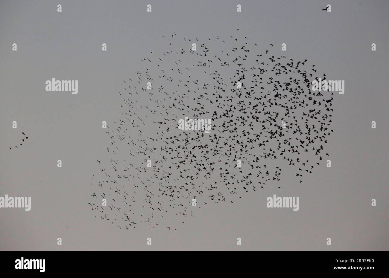 210104 -- BIRRA SHEVA, 4 gennaio 2021 -- Un gregge di starlings vola vicino alla città sud israeliana di Beer Sheva il 3 gennaio 2021. Nei mesi di gennaio e febbraio, centinaia di migliaia di stormi si sono riuniti in enormi nubi sopra campi e boschi, girando, girando e scricchiolando all'unisono. ISRAEL-BEER SHEVA-STARLINGS GilxCohenxMagen PUBLICATIONxNOTxINxCHN Foto Stock