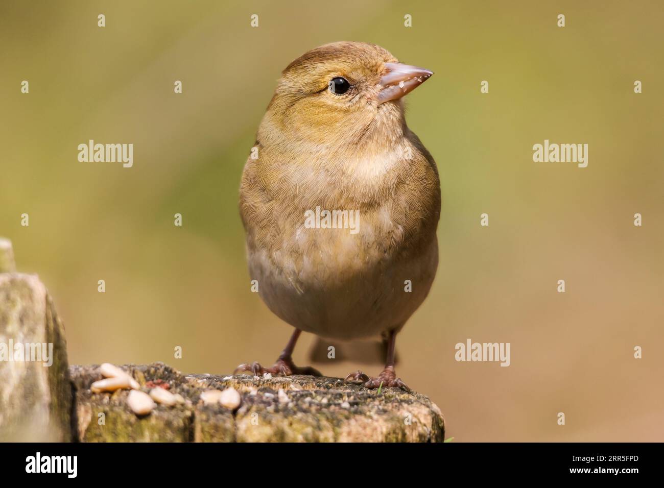 Un piccolo uccello del Finch arroccato sulla cima di un ceppo di legno ricoperto di cibo per uccelli Foto Stock