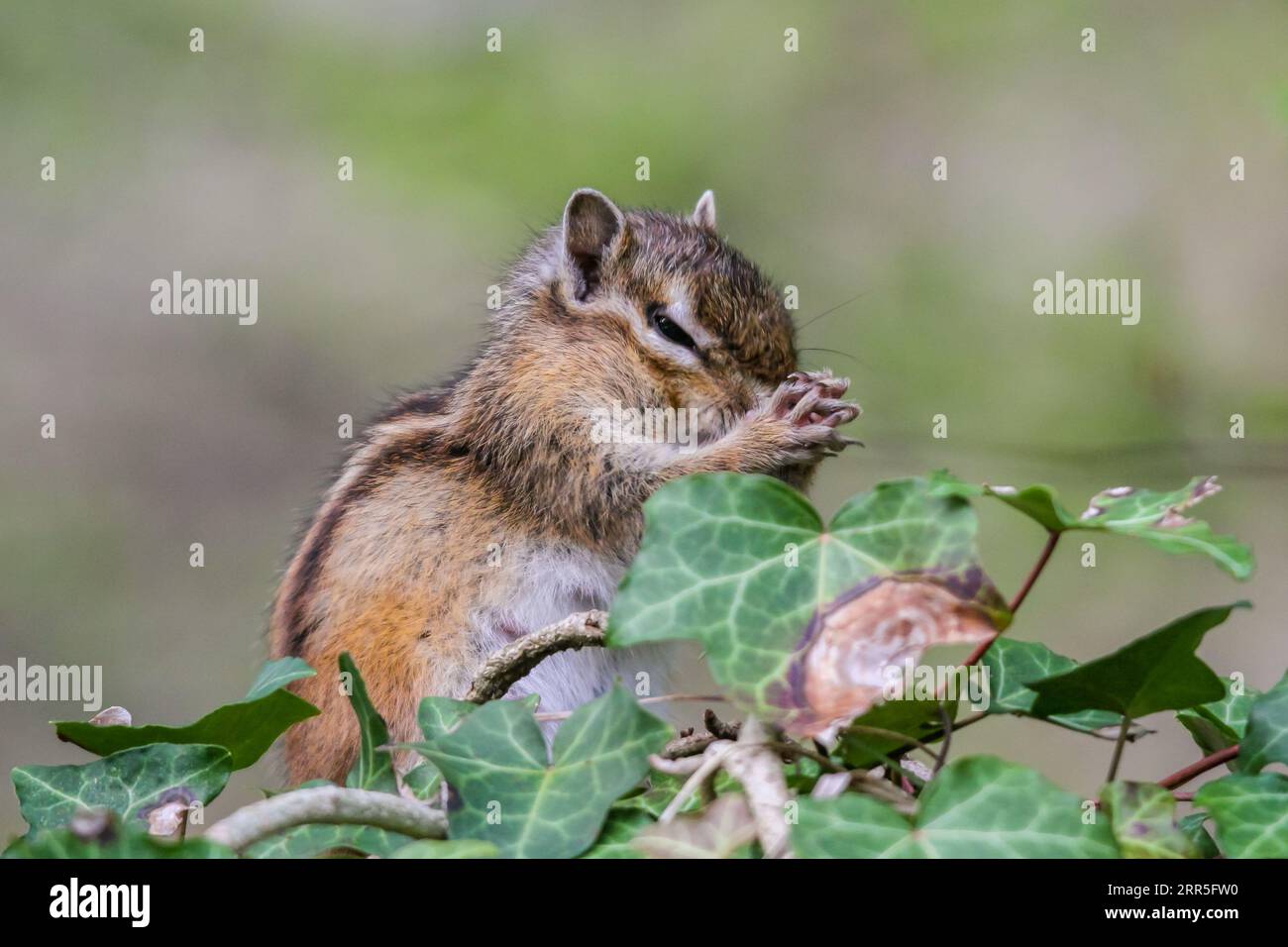 Uno scoiattolo dall'aspetto felice appollaiato su una striscia di foglie d'edera, sgranocchiando una manciata di semi Foto Stock
