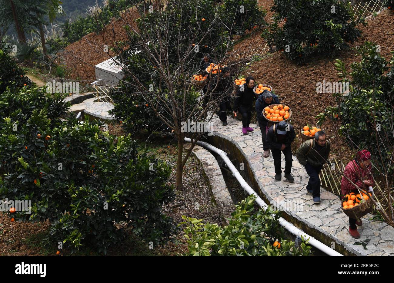 210109 -- WUSHAN, 9 gennaio 2021 -- Mao Xianglin 2nd, R e gli abitanti del villaggio trasportano arance nel villaggio di Xiazhuang, Zhuxian Township, Wushan County of South West China S Chongqing, 7 gennaio 2021. Per coloro che vivevano nel villaggio di Xiazhuang, ci vollero due giorni per raggiungere la contea più vicina. Grazie agli sforzi incessanti di Mao Xianglin, i viaggi onerosi sono diventati una storia. Nel 1997, il 38enne Mao Xianglin, segretario del Partito Comunista Cinese, ramo del PCC del villaggio di Xiazhuang e capo del comitato del villaggio, mobilitò gli abitanti del villaggio per costruire una strada migliore verso il mondo esterno. Per velocizzare t Foto Stock