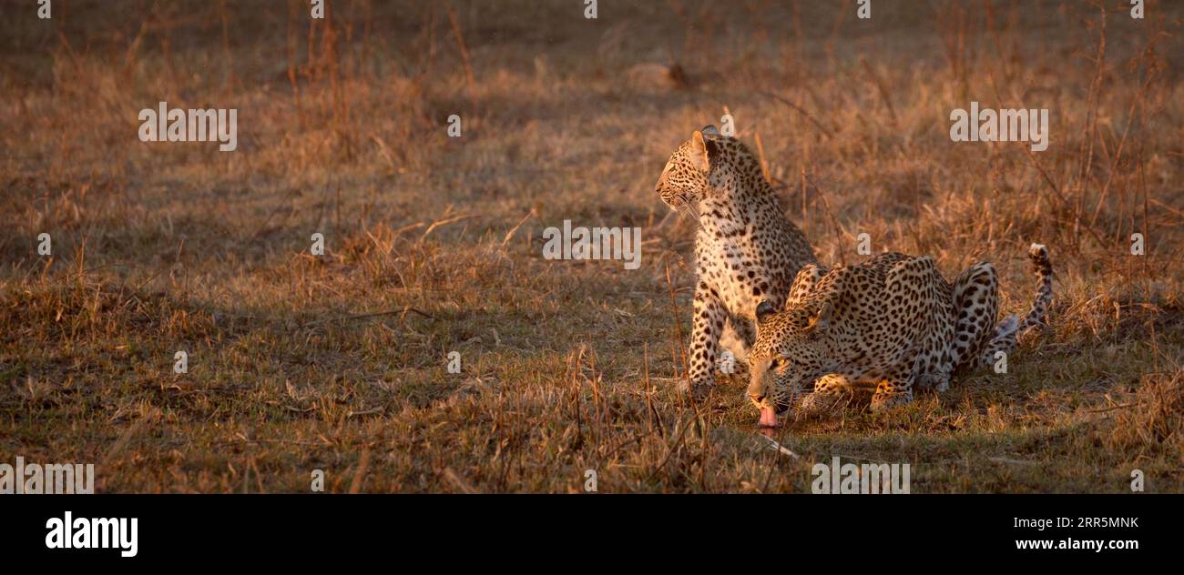 Una madre leopardo beve nella luce dorata del pomeriggio, mentre il suo cucciolo sta a guardare accanto a lei, Kanana, Okavango Delta, Botswana. Foto Stock