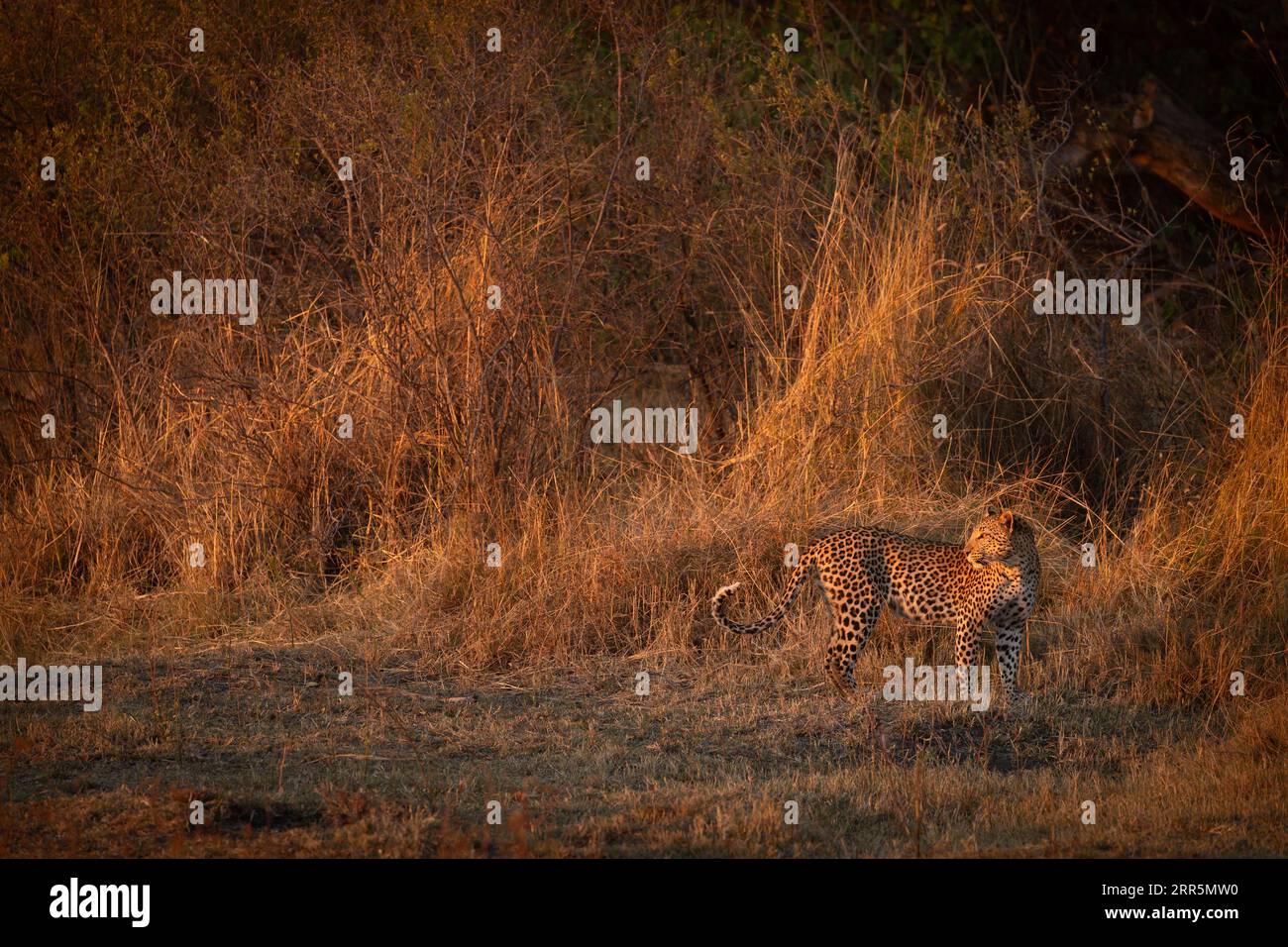 Gli ultimi raggi di un tramonto ardente illuminano la savana che circonda un leopardo. Foto Stock