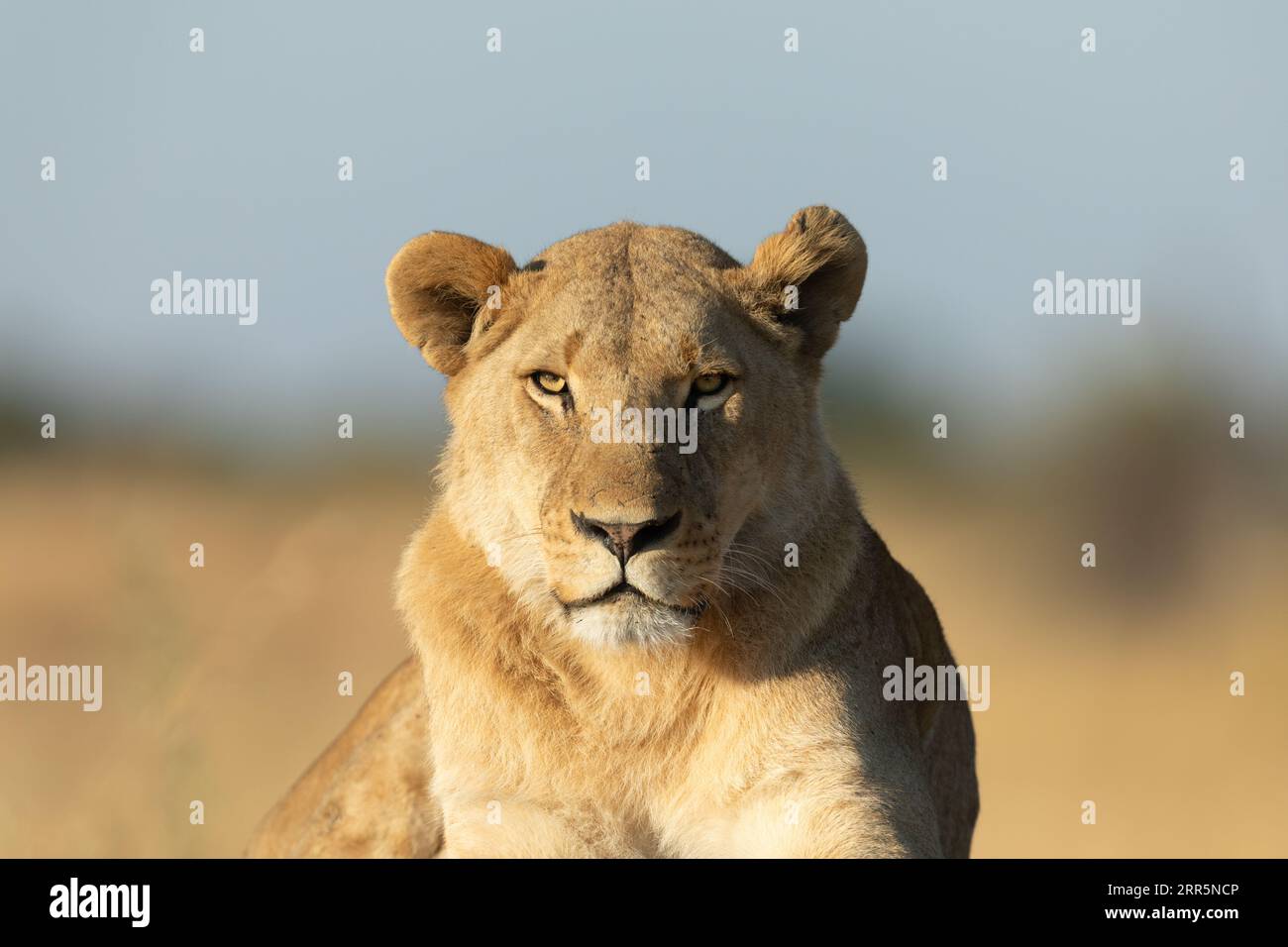 Primo piano frontale di un leone nella calda luce del mattino. Foto Stock