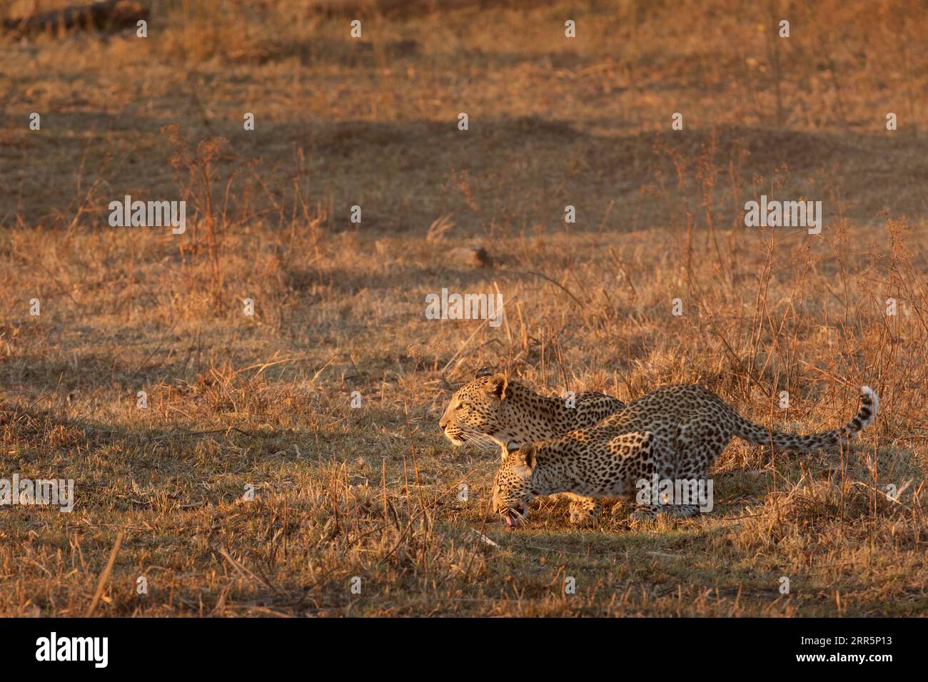 Una madre e un leopardo dei cuccioli si alternano per sorseggiare un drink nella calda luce del pomeriggio a Kanana, nel Delta dell'Okavango, in Botswana. Foto Stock