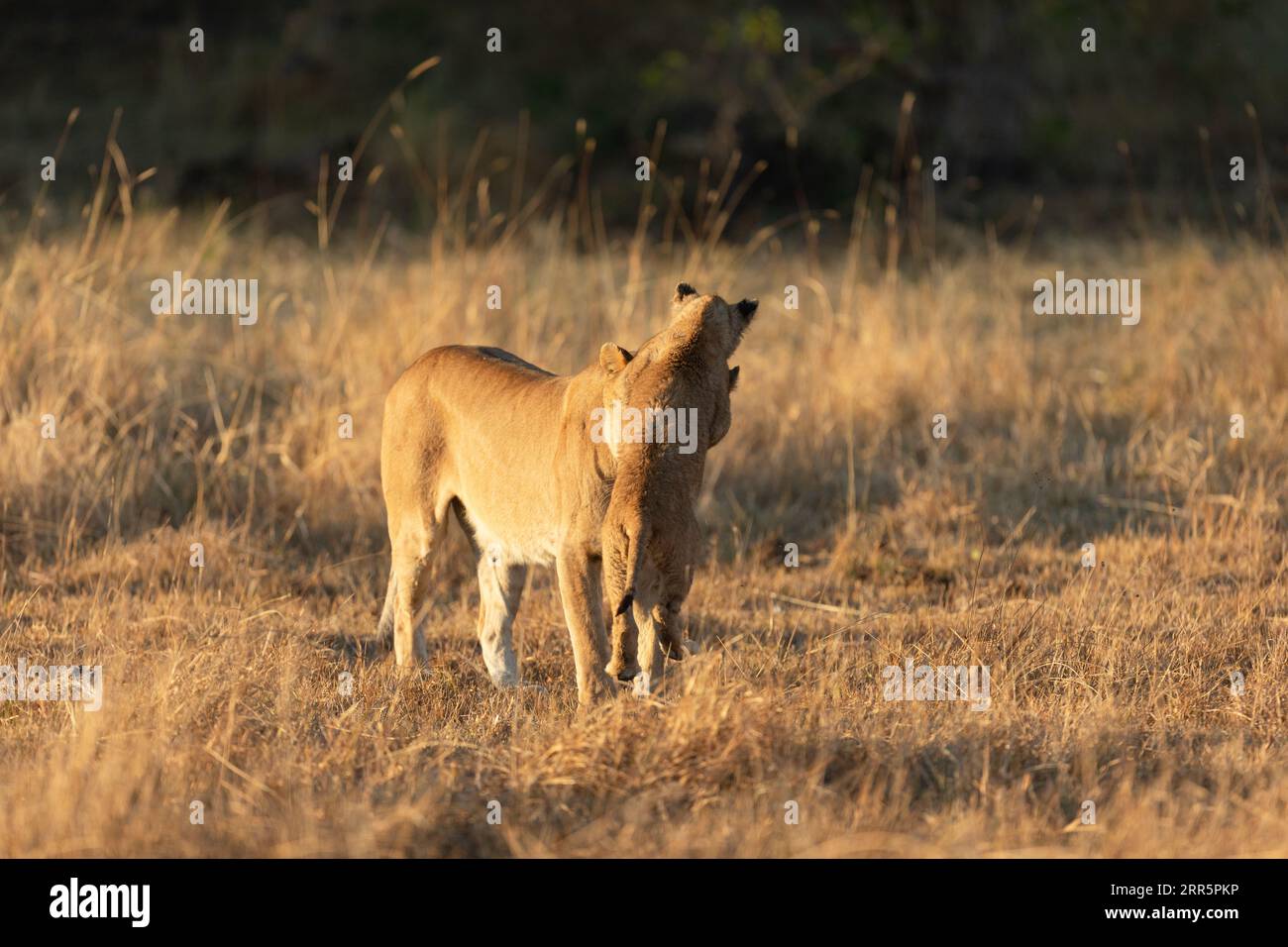 Una leonessa gioca con il suo cucciolo nella savana aperta del Delta dell'Okavango. Botswana. Foto Stock