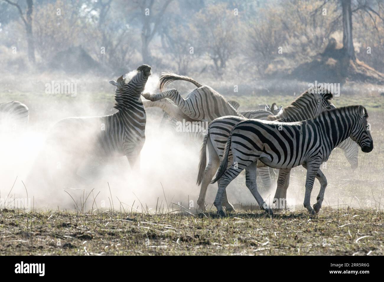 Una zebra in una mandria ne cala un'altra in frustrazione in una sezione molto polverosa di Kanana nel Delta dell'Okavango, in Botswana. Foto Stock