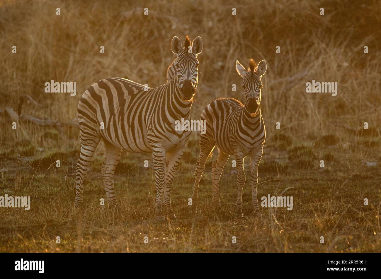 Due zebre si trovano fianco a fianco e sono illuminate a bordo a Kanana, Delta dell'Okavango, Botswana. Foto Stock