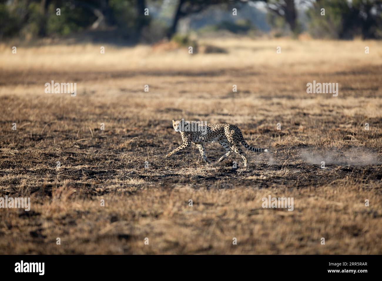Un ghepardo snello e veloce si fa strada attraverso una pianura aperta mentre caccia nelle aree boschive del Delta dell'Okavango, Botswana. Foto Stock