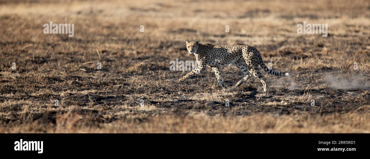 Un ghepardo snello e veloce si fa strada attraverso una pianura aperta mentre caccia nelle aree boschive del Delta dell'Okavango, Botswana. Foto Stock