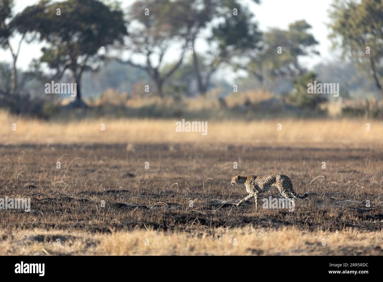Un ghepardo snello e veloce si fa strada attraverso una pianura aperta mentre caccia nelle aree boschive del Delta dell'Okavango, Botswana. Foto Stock