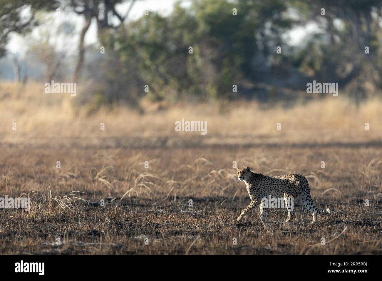 Un ghepardo snello e veloce si fa strada attraverso una pianura aperta mentre caccia nelle aree boschive del Delta dell'Okavango, Botswana. Foto Stock