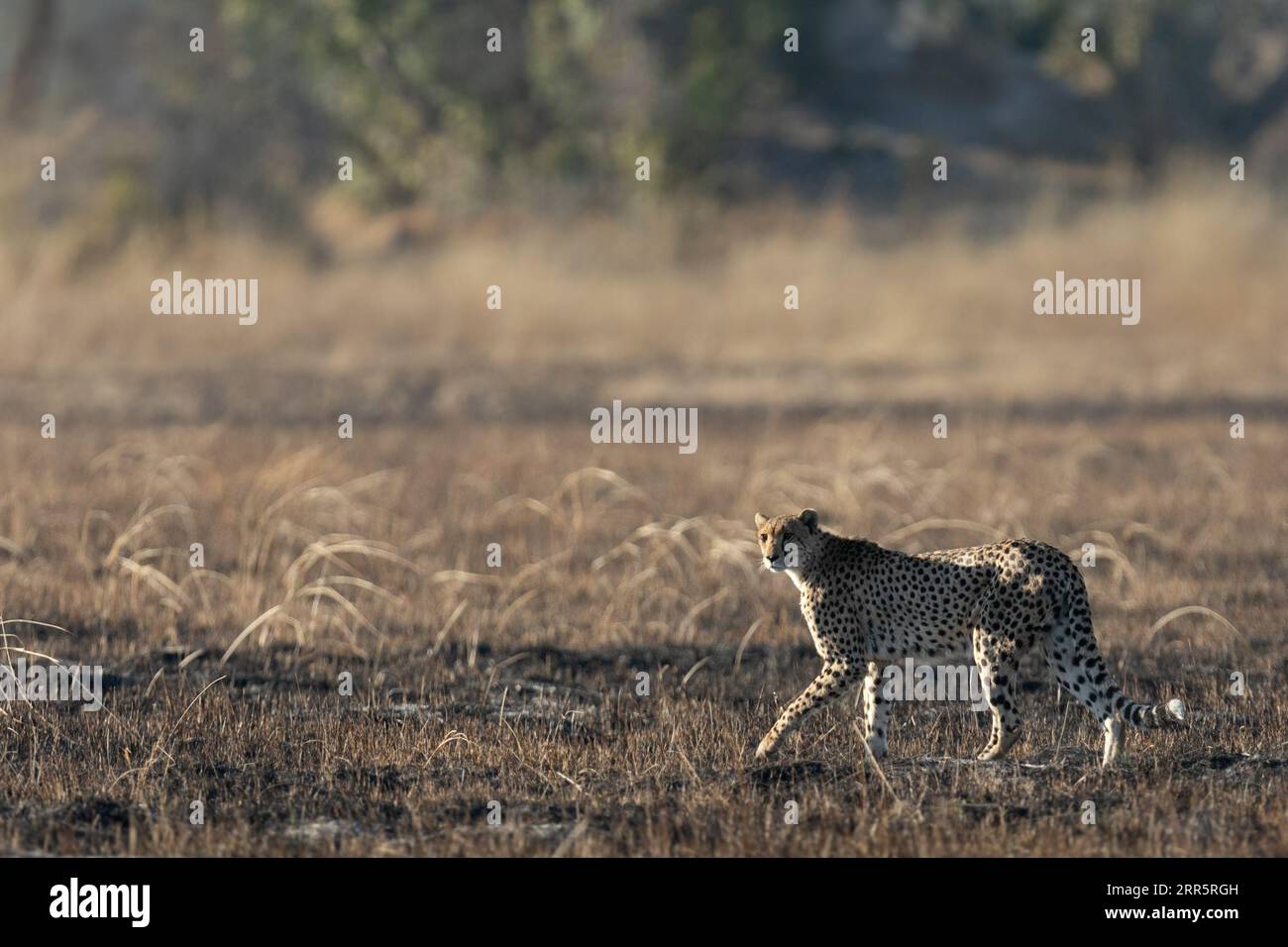 Un ghepardo snello e veloce si fa strada attraverso una pianura aperta mentre caccia nelle aree boschive del Delta dell'Okavango, Botswana. Foto Stock