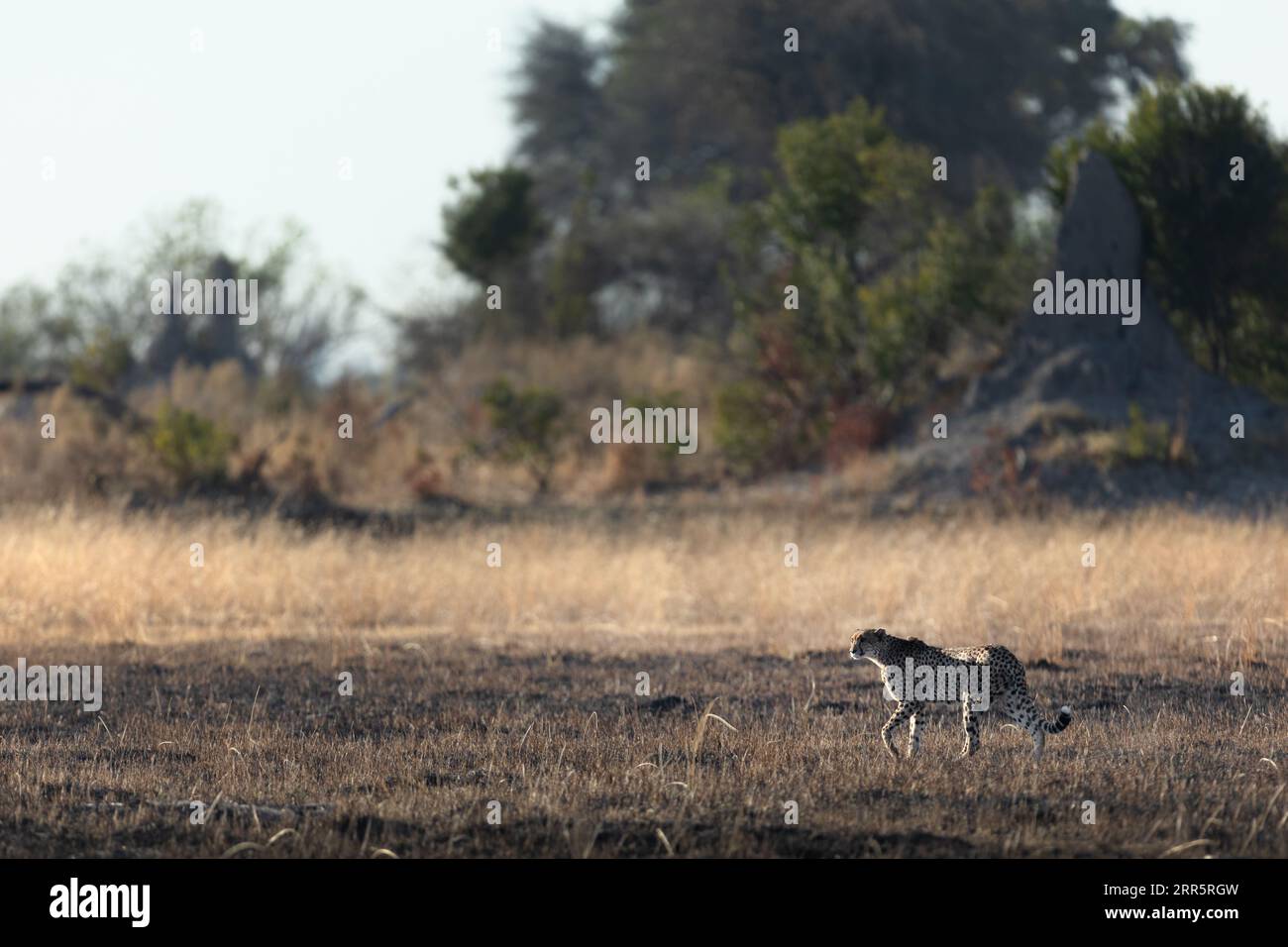 Un ghepardo snello e veloce si fa strada attraverso una pianura aperta mentre caccia nelle aree boschive del Delta dell'Okavango, Botswana. Foto Stock
