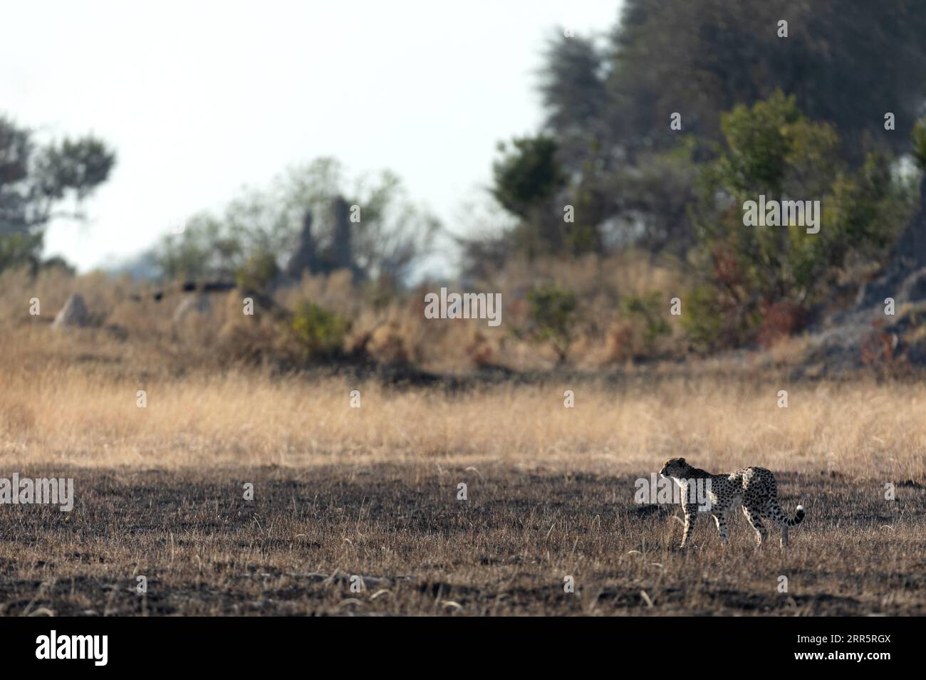 Un ghepardo snello e veloce si fa strada attraverso una pianura aperta mentre caccia nelle aree boschive del Delta dell'Okavango, Botswana. Foto Stock