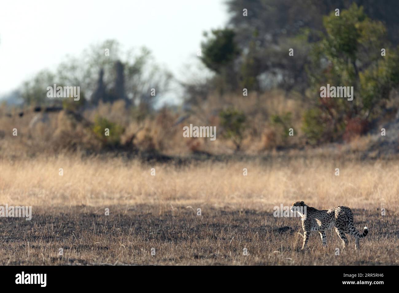 Un ghepardo snello e veloce si fa strada attraverso una pianura aperta mentre caccia nelle aree boschive del Delta dell'Okavango, Botswana. Foto Stock