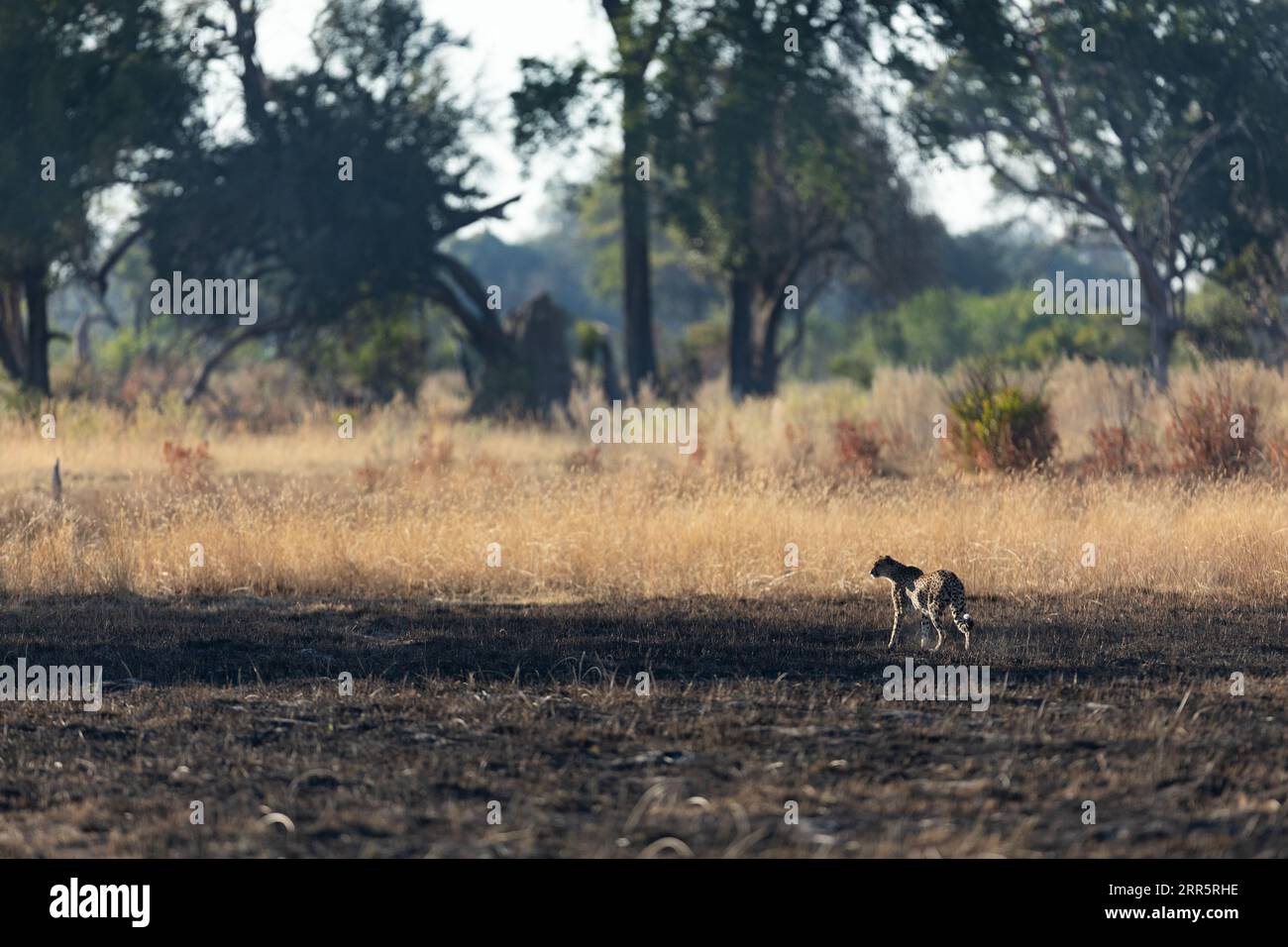 Un ghepardo snello e veloce si fa strada attraverso una pianura aperta mentre caccia nelle aree boschive del Delta dell'Okavango, Botswana. Foto Stock