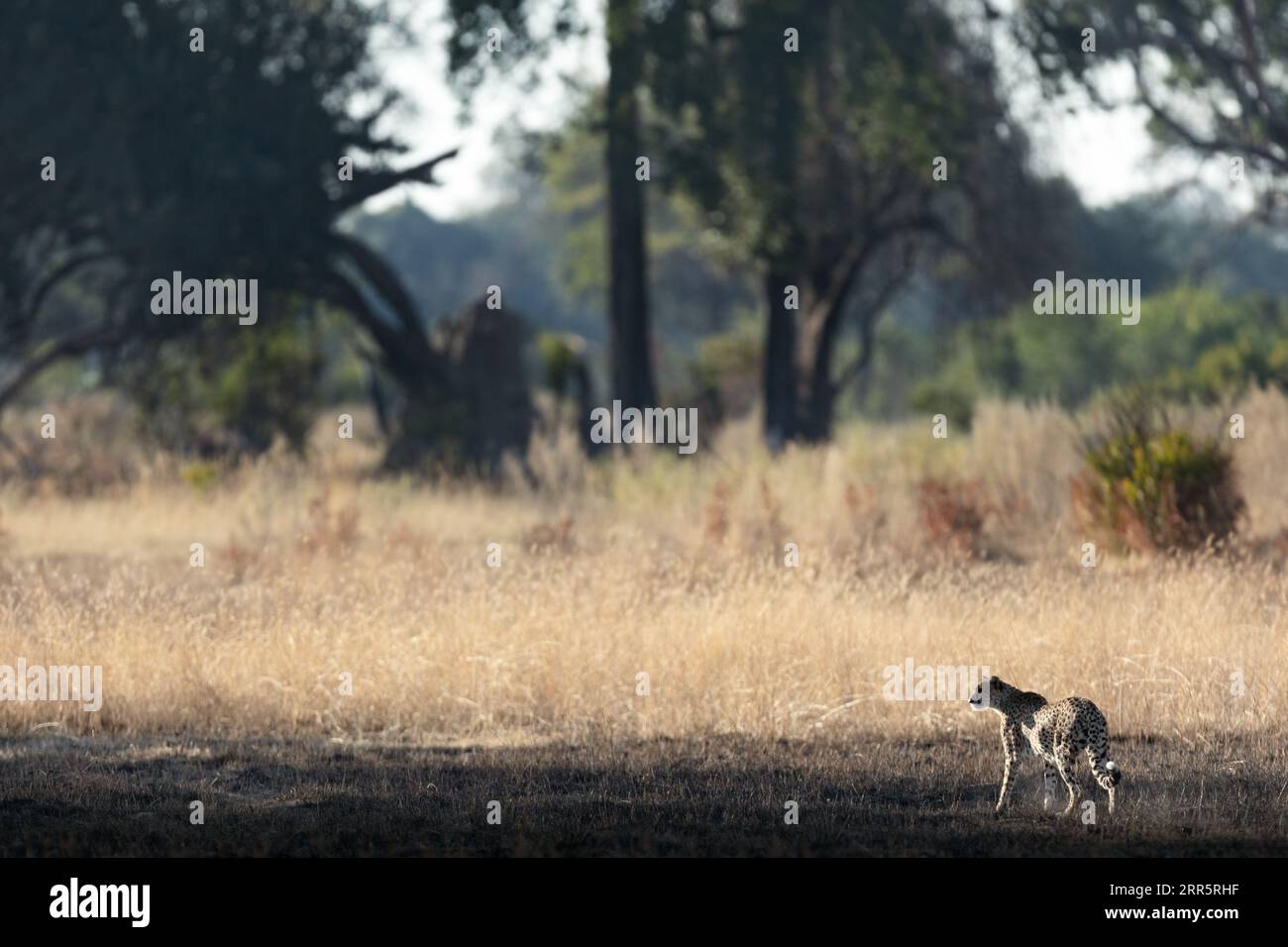 Un ghepardo snello e veloce si fa strada attraverso una pianura aperta mentre caccia nelle aree boschive del Delta dell'Okavango, Botswana. Foto Stock