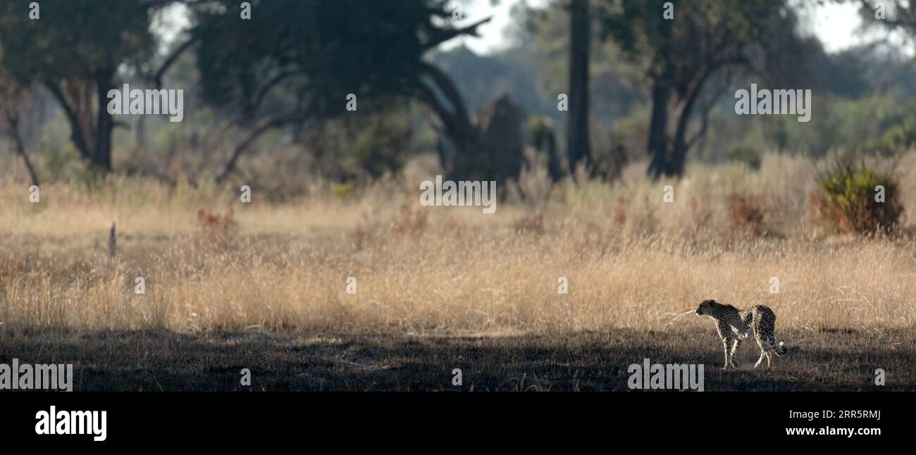 Un ghepardo snello e veloce si fa strada attraverso una pianura aperta mentre caccia nelle aree boschive del Delta dell'Okavango, Botswana. Foto Stock