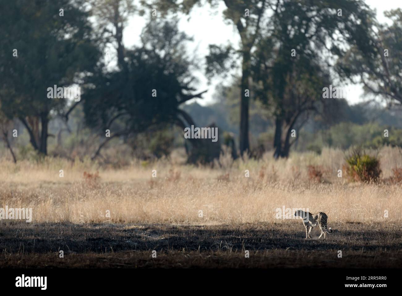 Un ghepardo snello e veloce si fa strada attraverso una pianura aperta mentre caccia nelle aree boschive del Delta dell'Okavango, Botswana. Foto Stock