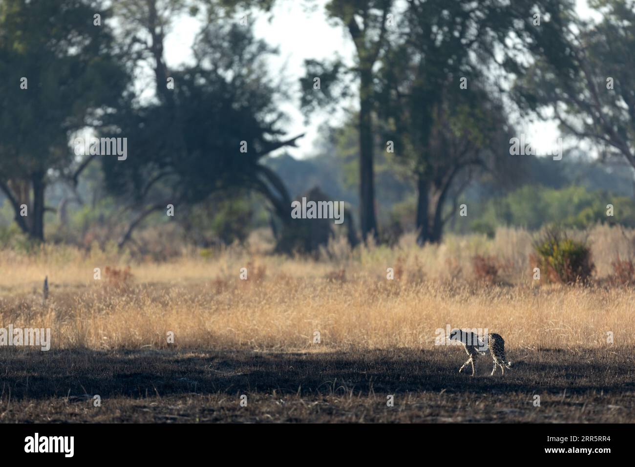 Un ghepardo snello e veloce si fa strada attraverso una pianura aperta mentre caccia nelle aree boschive del Delta dell'Okavango, Botswana. Foto Stock