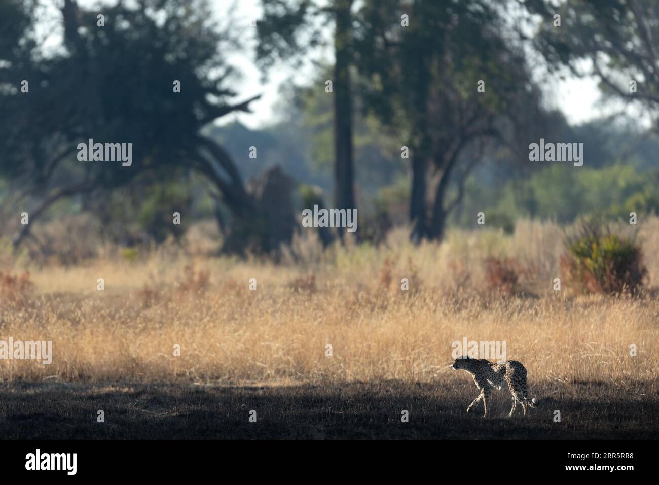Un ghepardo snello e veloce si fa strada attraverso una pianura aperta mentre caccia nelle aree boschive del Delta dell'Okavango, Botswana. Foto Stock