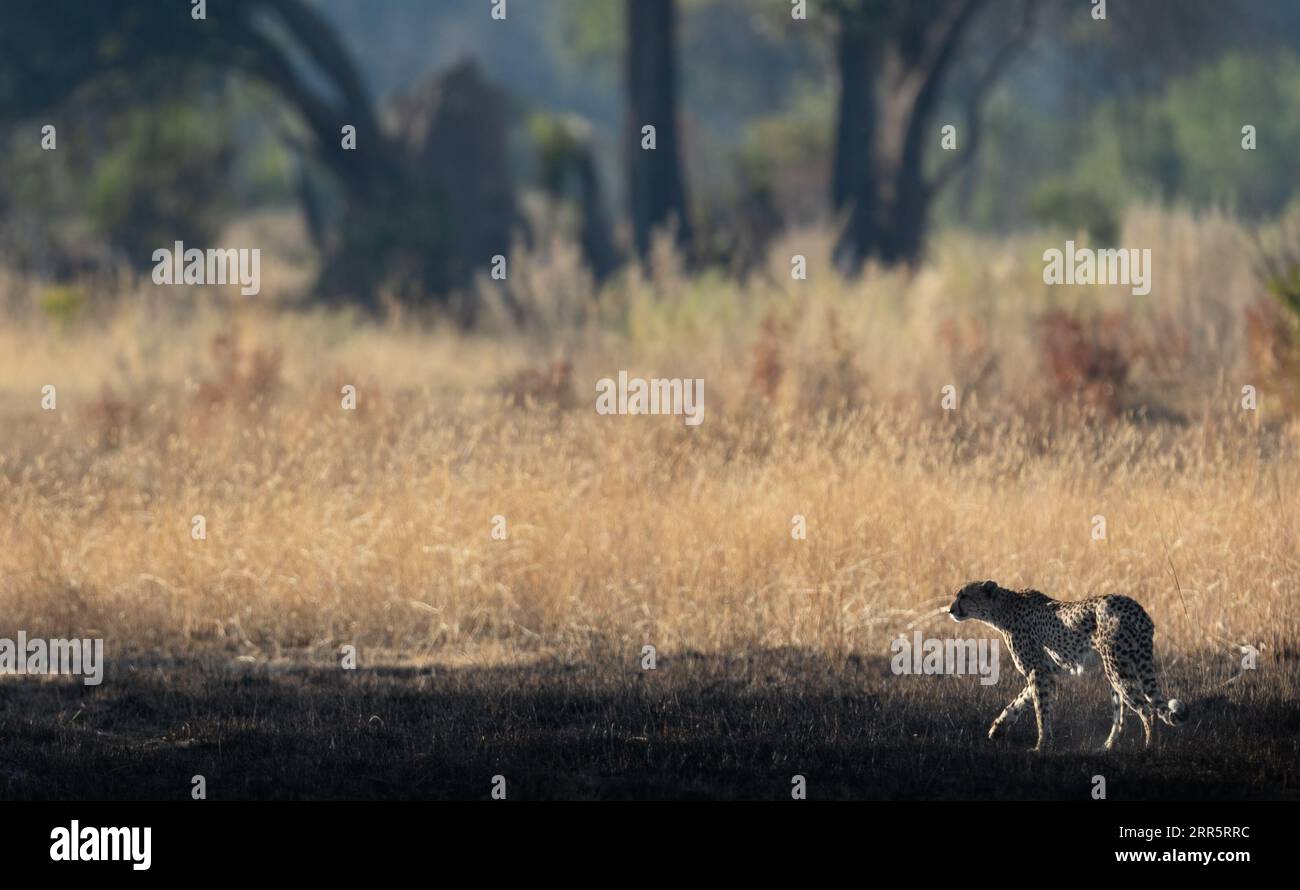 Un ghepardo snello e veloce si fa strada attraverso una pianura aperta mentre caccia nelle aree boschive del Delta dell'Okavango, Botswana. Foto Stock