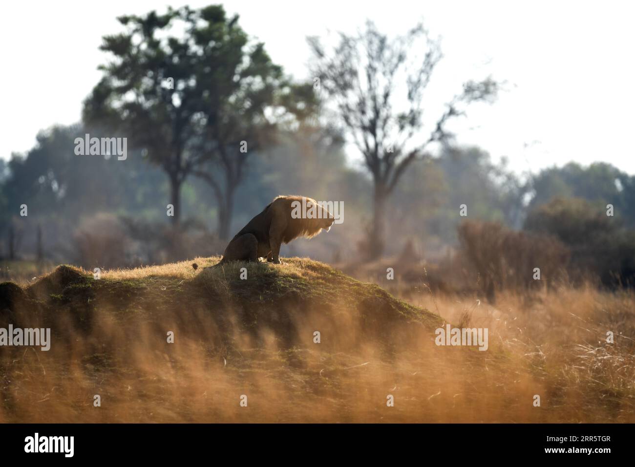 Un leone maschio ruggisce al suo orgoglio dopo una pattuglia mattutina a savannah aperta a Kanana, Delta dell'Okavango, Botswana. Foto Stock