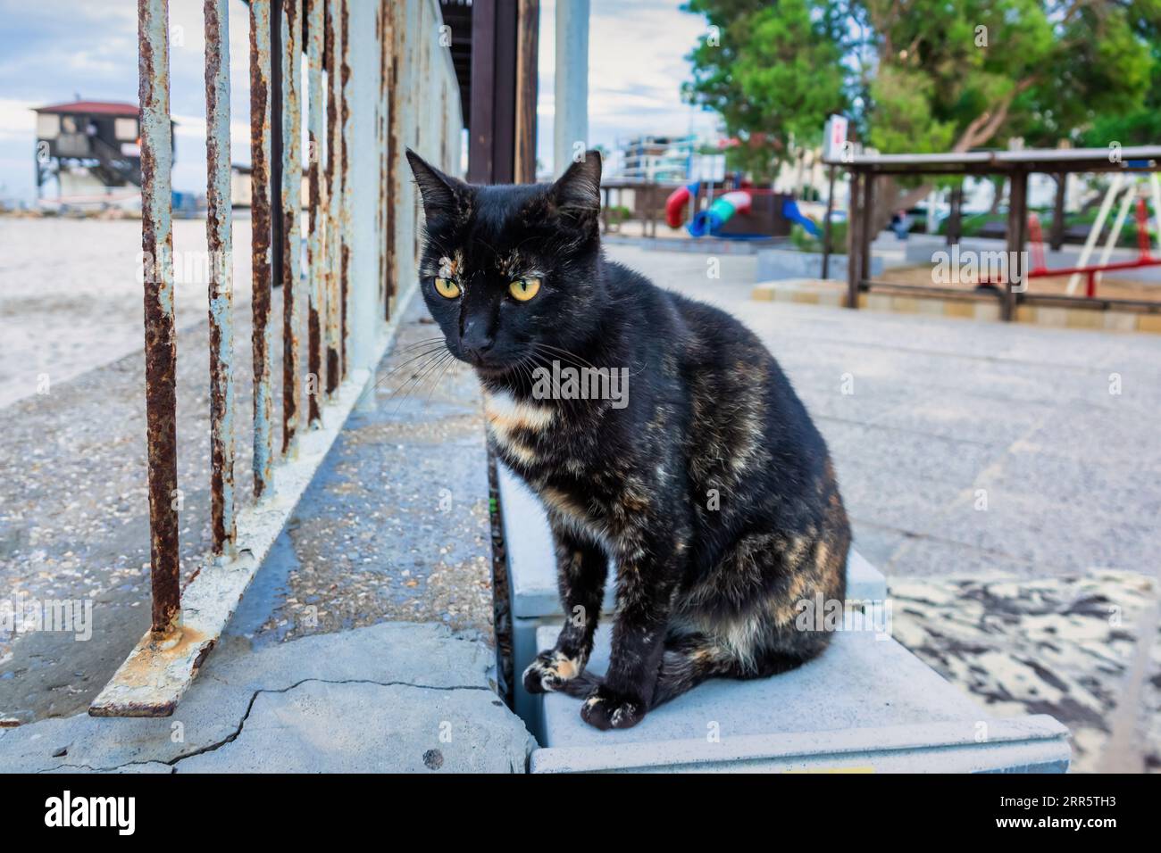 Gatto randagio ad Haifa, Israele. Foto Stock