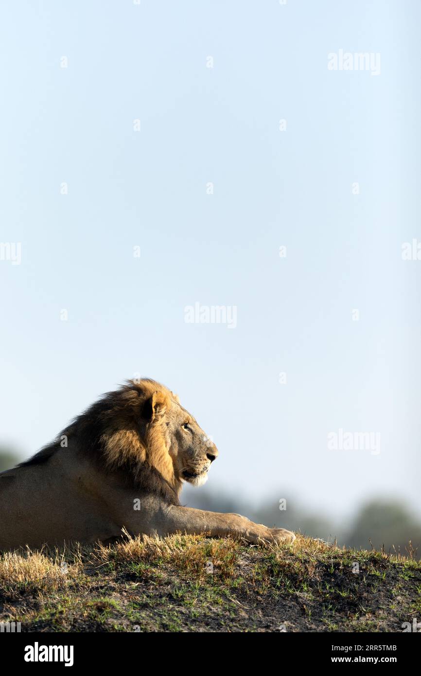 Un leone maschio riposa nella luce dorata del mattino a Kanana, Delta dell'Okavango, Botswana. Foto Stock