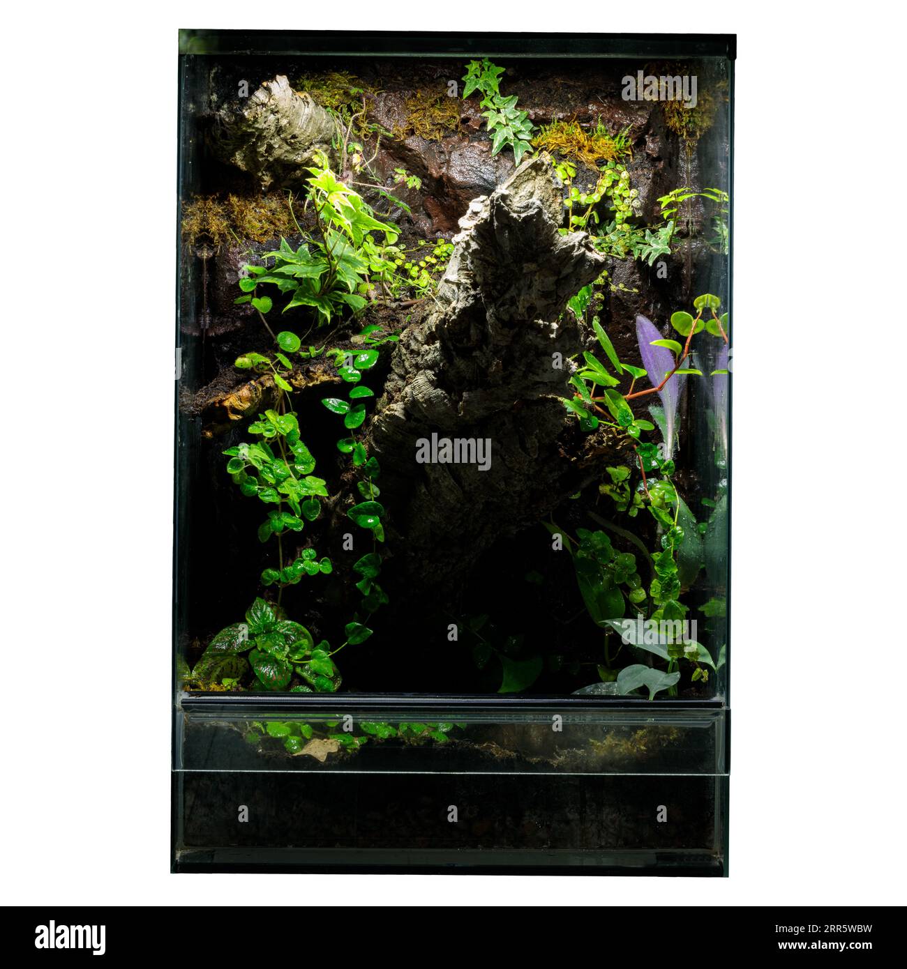 Vista frontale: Vetrina Terrarium con sfondo bianco Foto Stock
