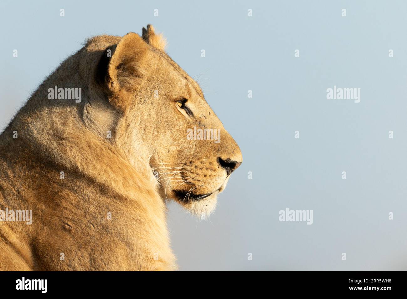 Un leone solitario su un tumulo erboso assorbe la calda luce del mattino dopo una lunga caccia notturna a Kanana, Delta dell'Okavango, Botswana. Foto Stock