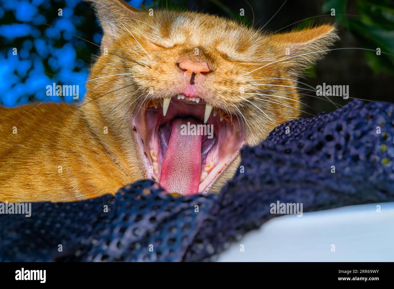 Il gatto al mattino presto si sveglia e sbadiglia Foto Stock