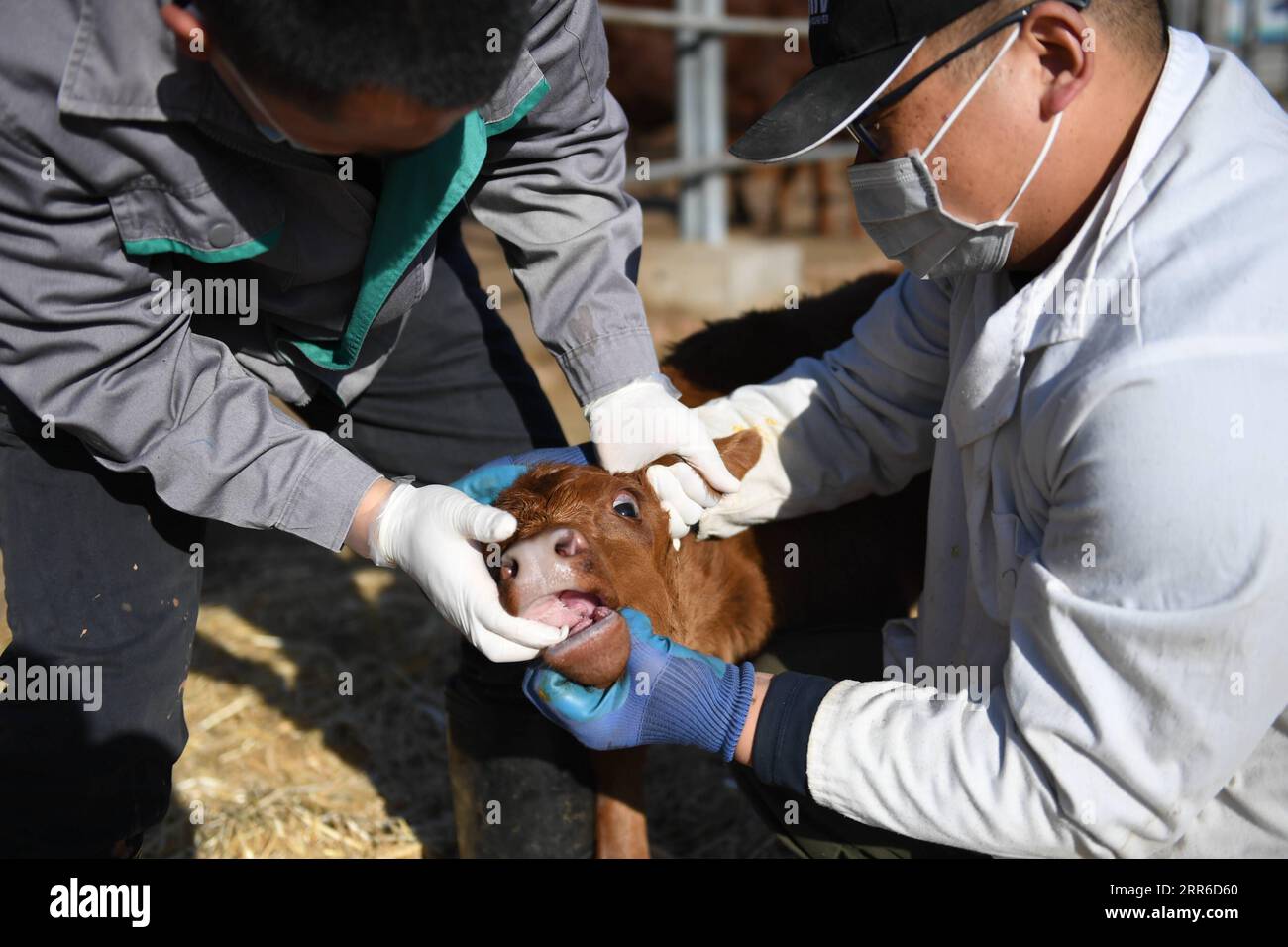 210207 -- XI AN, 7 febbraio 2021 -- i membri del personale controllano un vitello al China's National Beef Cattle Improvement Center di Yangling, provincia dello Shaanxi della Cina nord-occidentale, 5 febbraio 2021. Fondato nel 2008 a Yangling, il National Beef Cattle Improvement Center è l'unica piattaforma a livello nazionale che integra le funzioni di miglioramento genetico, allevamento e dimostrazione del bestiame bovino in Cina. Attualmente, ci sono più di 400 bovini nella base. CHINA-SHAANXI-NATIONAL BEEF BOVINE IMPROVENMENT CENTRE CN LIXYIBO PUBLICATIONXNOTXINXCHN Foto Stock
