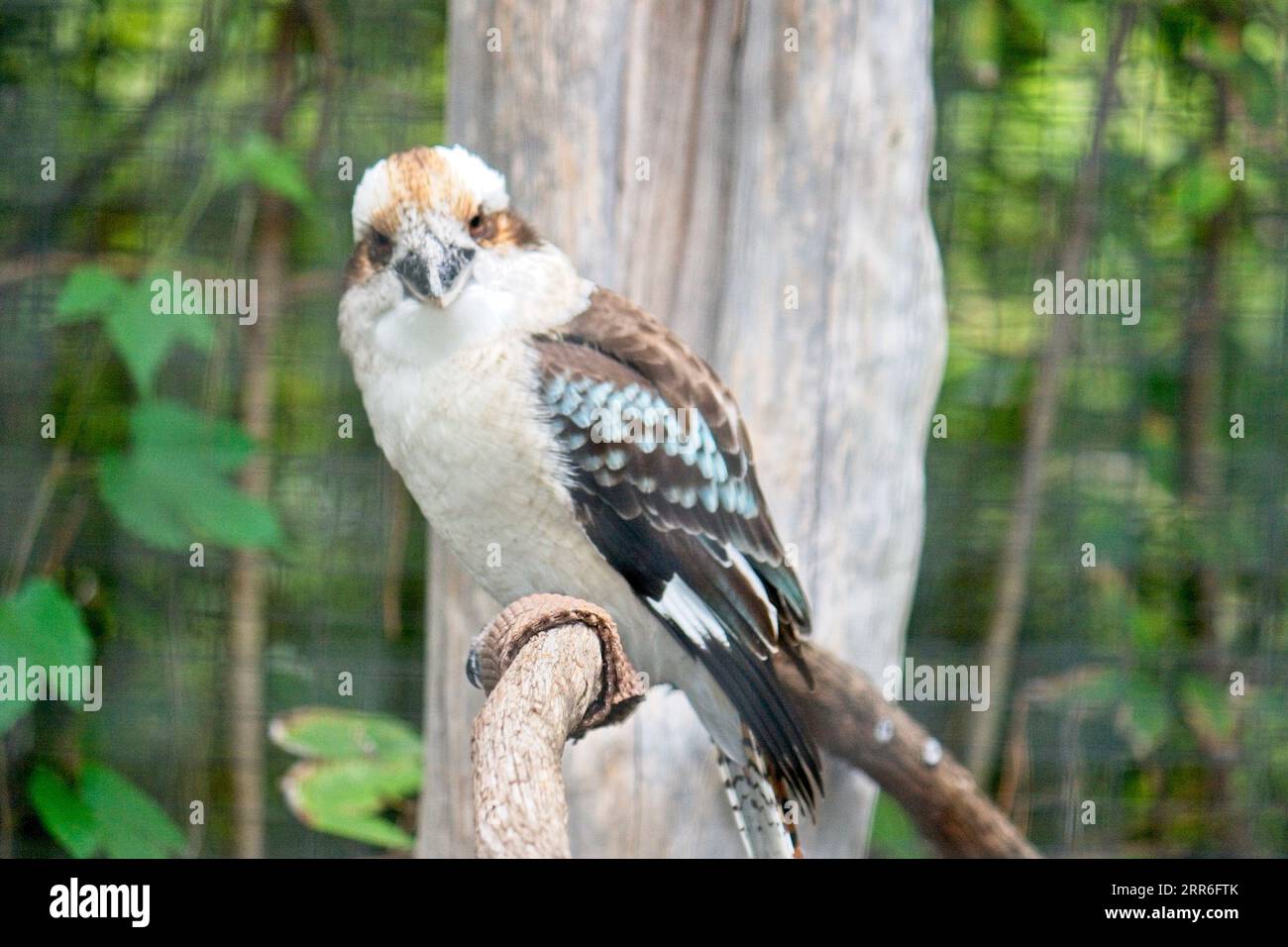 Zoo di Atlanta Atlanta, Georgia Foto Stock