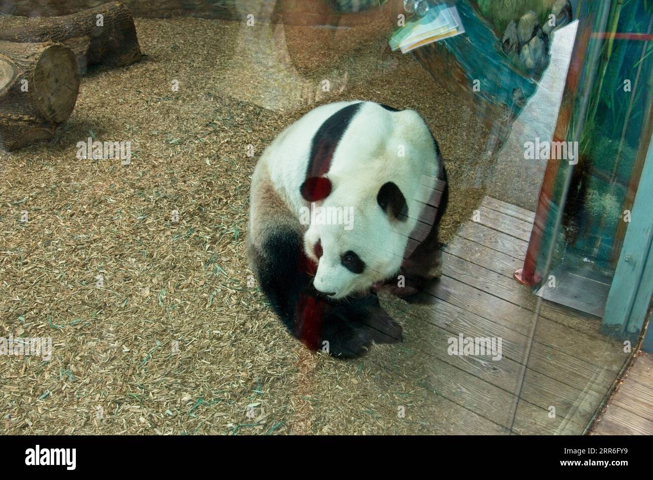 Zoo di Atlanta Atlanta, Georgia Foto Stock