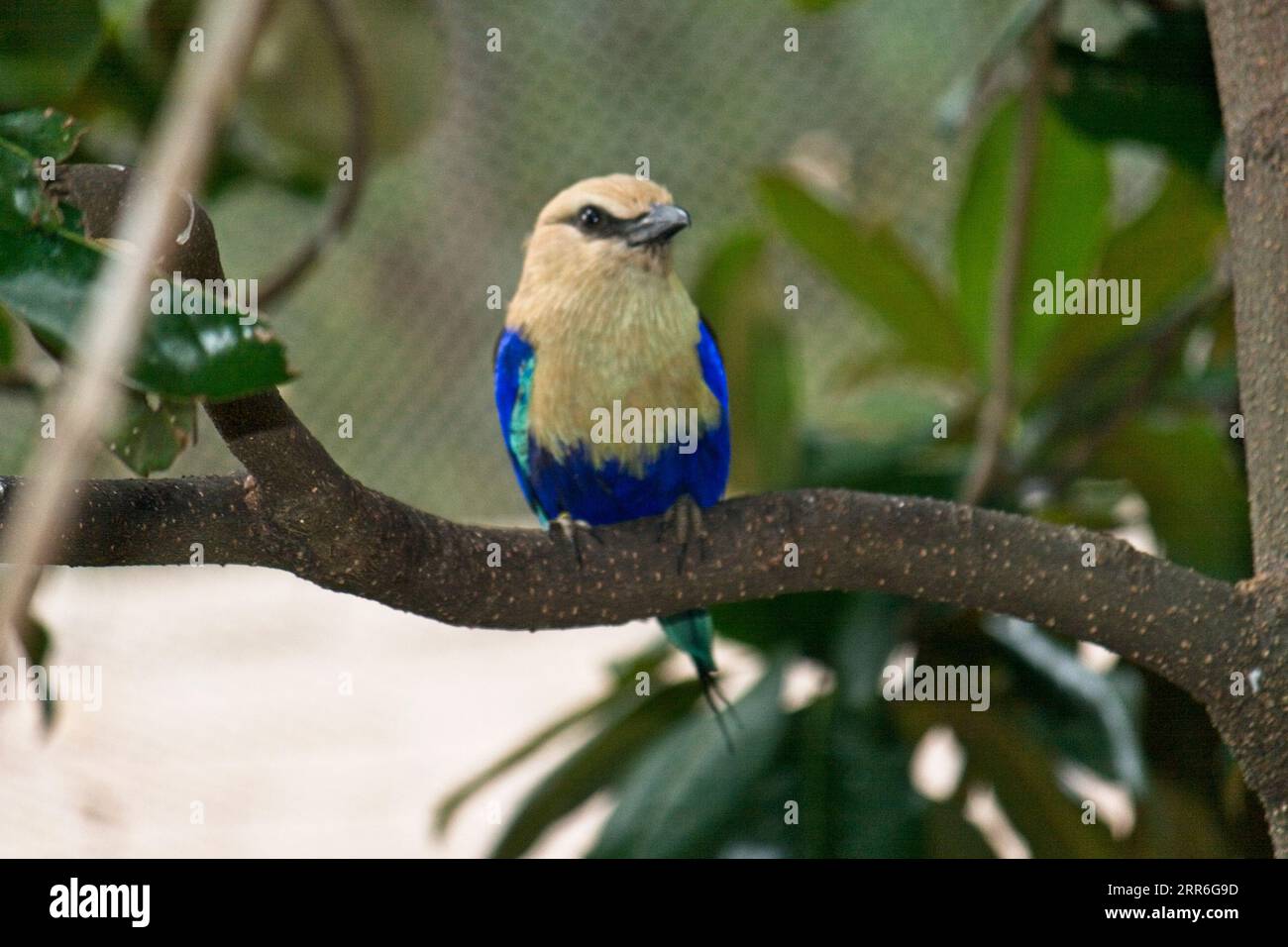 Zoo di Atlanta Atlanta, Georgia Foto Stock