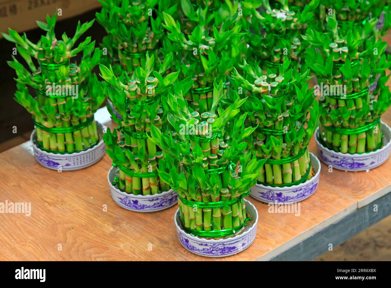 Dracaena sanderiana Foto Stock