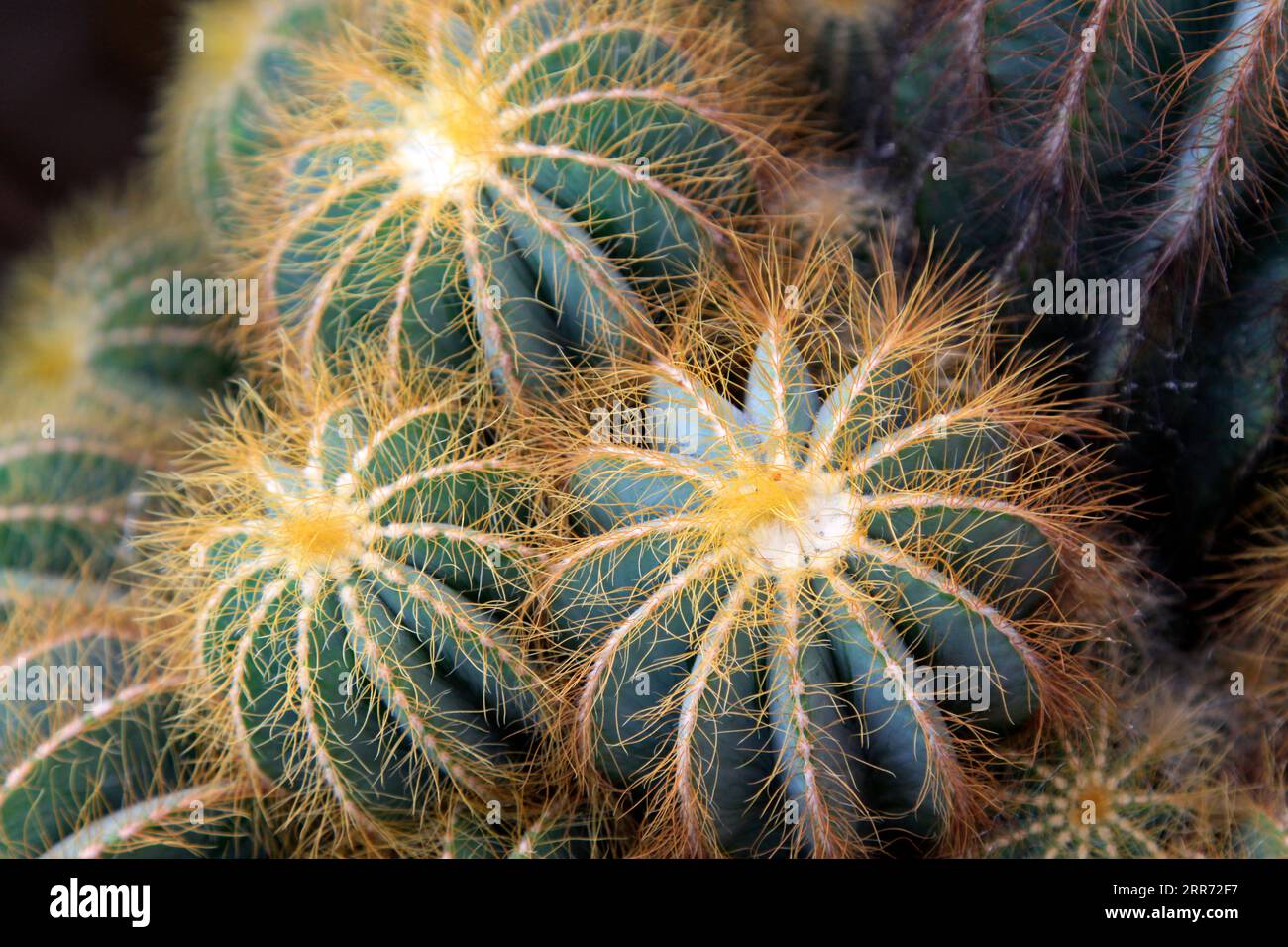 Sono piante di classe celeste Foto Stock