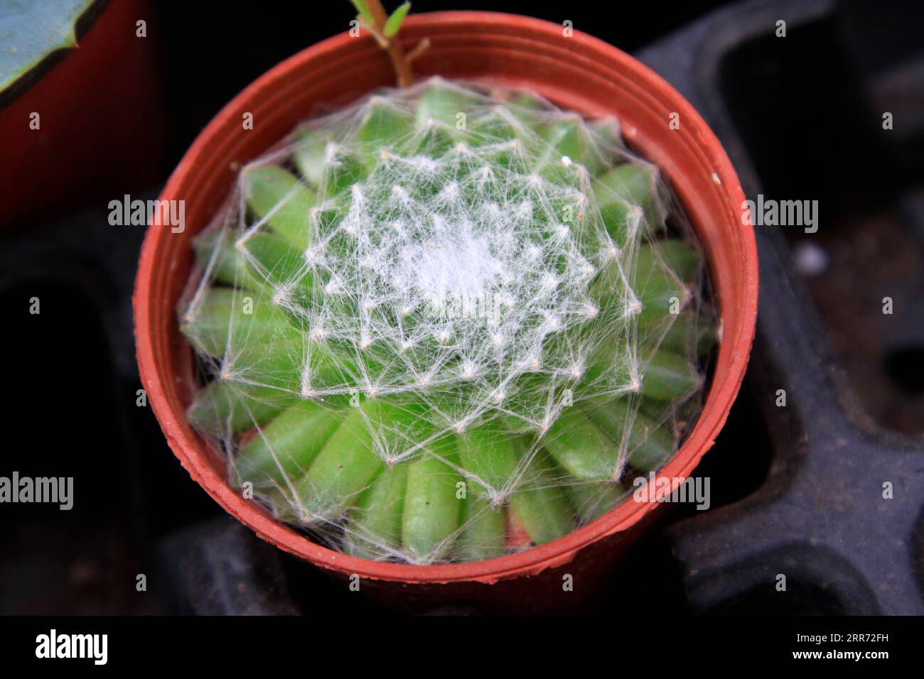 Sono piante di classe celeste Foto Stock