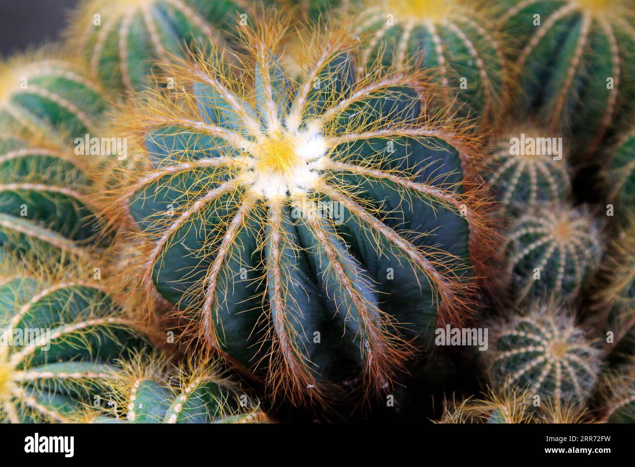 Sono piante di classe celeste Foto Stock