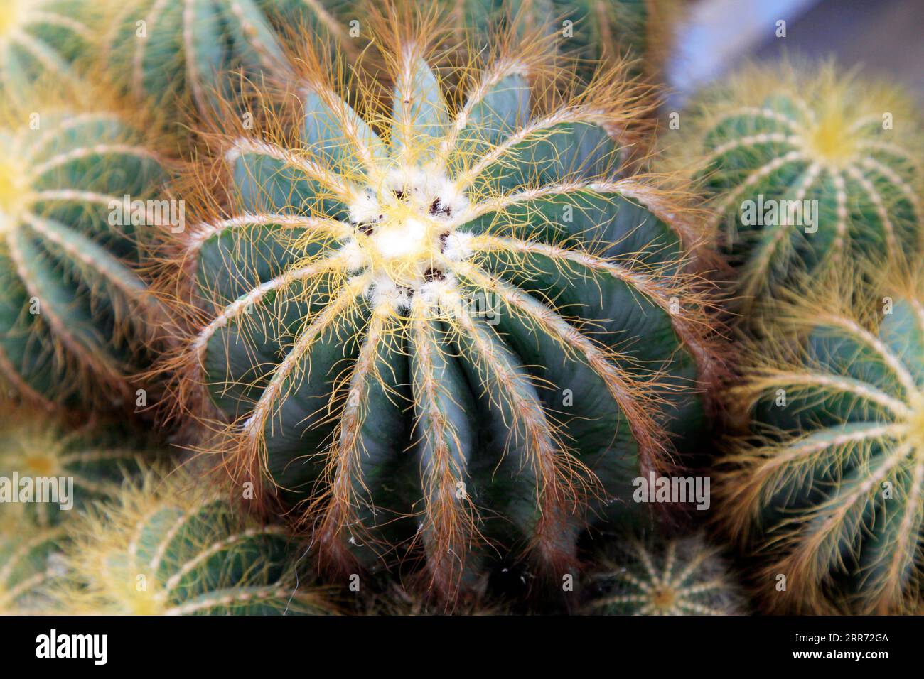 Sono piante di classe celeste Foto Stock